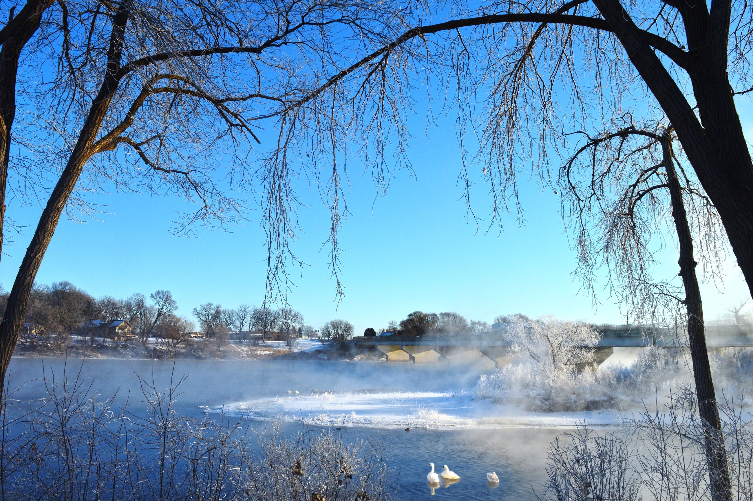 Swans at West Bridge